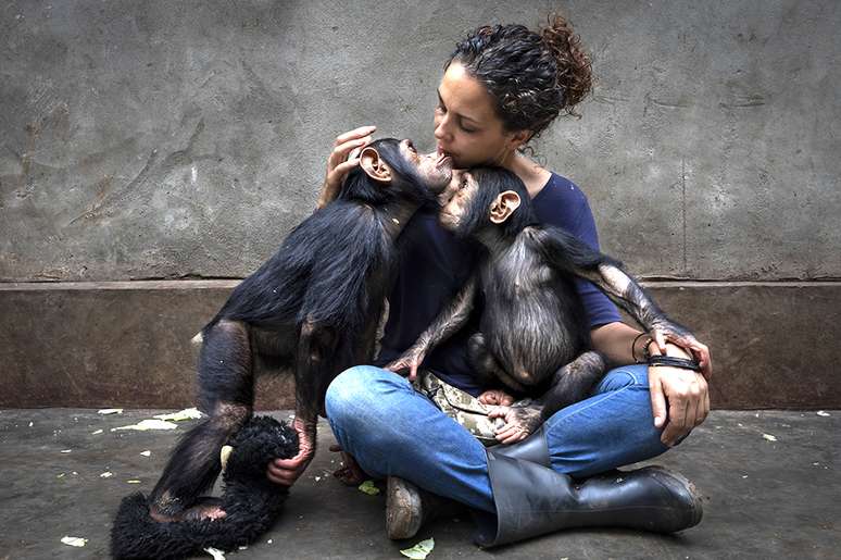 Chimpanzés com cuidadora