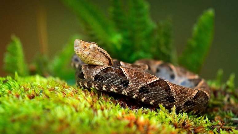 O homem que recebeu picadas de 200 cobras em nome da ciência - BBC News  Brasil