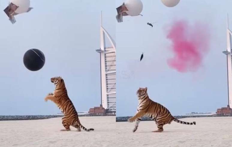 Vídeo de tigre em chá revelação gerou polêmica nas redes sociais