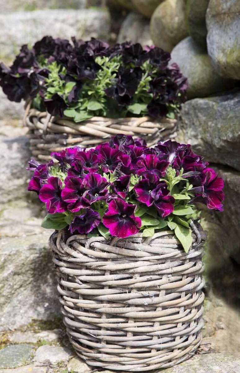 35. Vasos com petunias rosa e preta – Foto Decor Facil