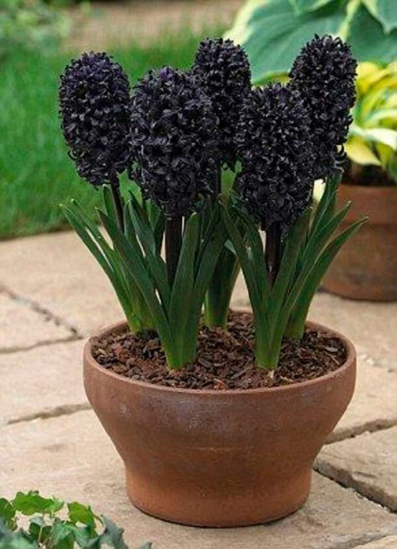 32. Jardim com vaso de flor preta jacinto – Foto Daily Mail