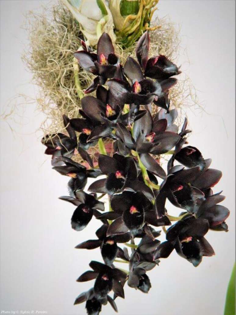 36. A flor preta e rara e linda para decorar – Foto flickr