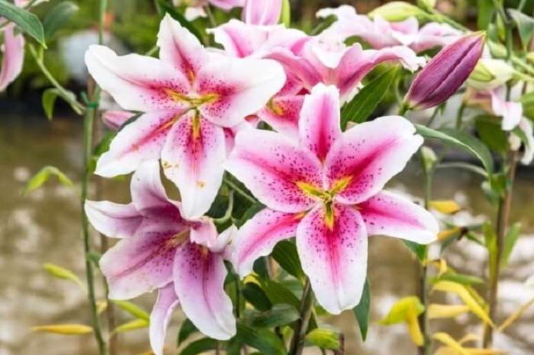 5. Aposte em vasos de flores plantadas com orquídeas e lírios. Fonte: Freepix