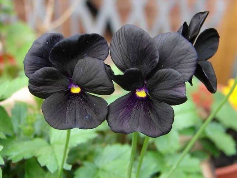 8. Flor violeta preta no jardim de casa – Foto Construindo Decor