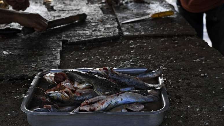 Poluição está afetando animais para consumo humano