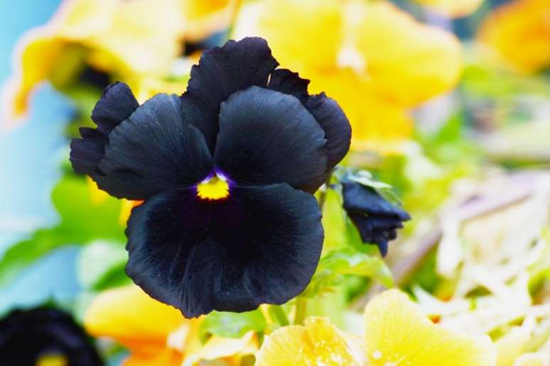13. Flor amor perfeito preta no jardim de casa – Foto iStock