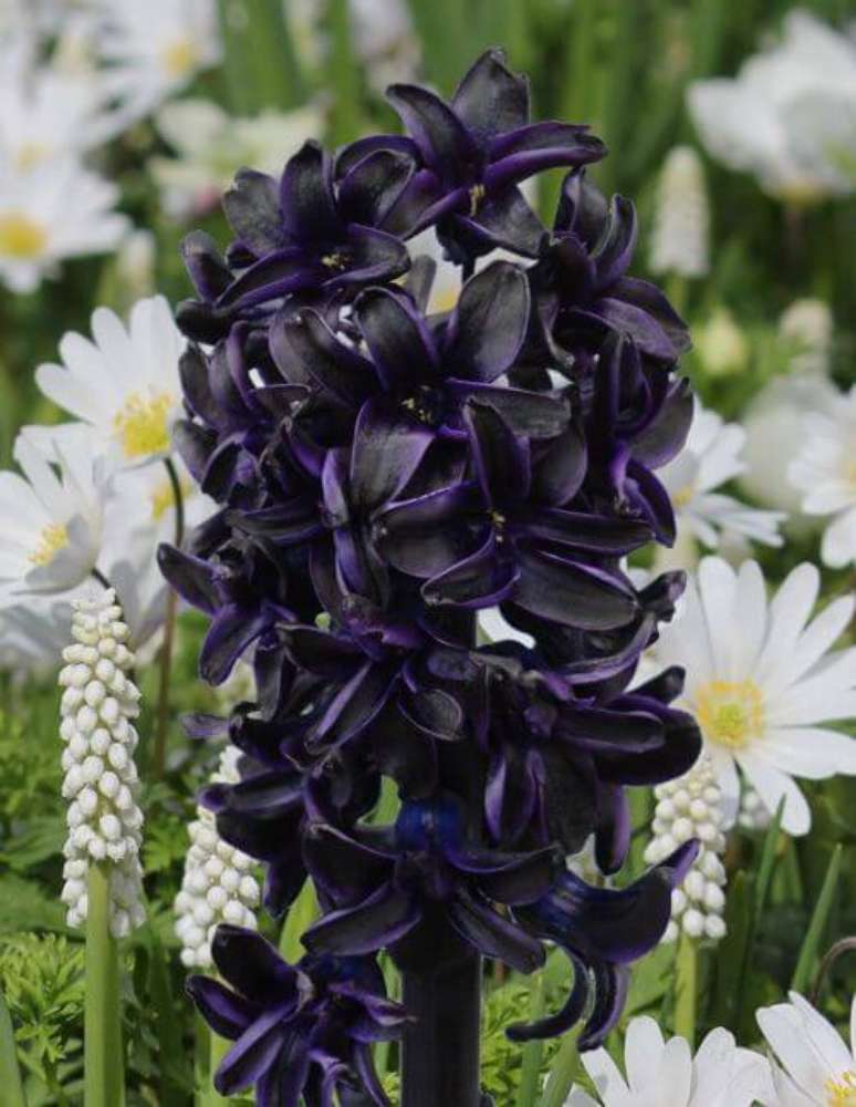 31. Jardim com flor preta Hyacinth Dark Dimensions – Foto Youtulip