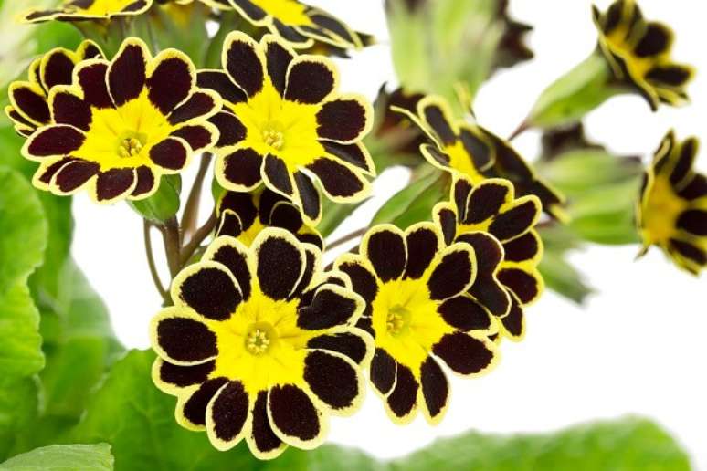 12. Foto de flor preta e amarela do tipo primula elatior – Foto iStock
