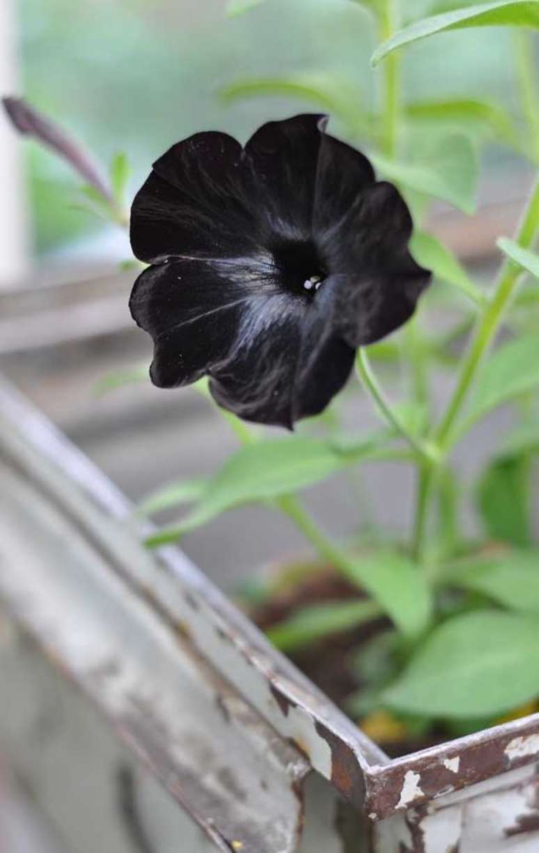 23. Flor preta da espécie petúnia – Foto Decor Fácil