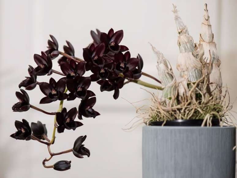 9. Flor orquídea preta e rara para decorar vaso cinza – Foto Mundo Ecologia