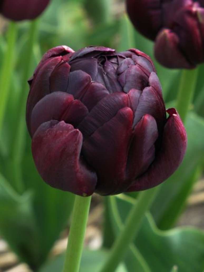 25. Flor preta tulipa no jardim – Foto You Tulip