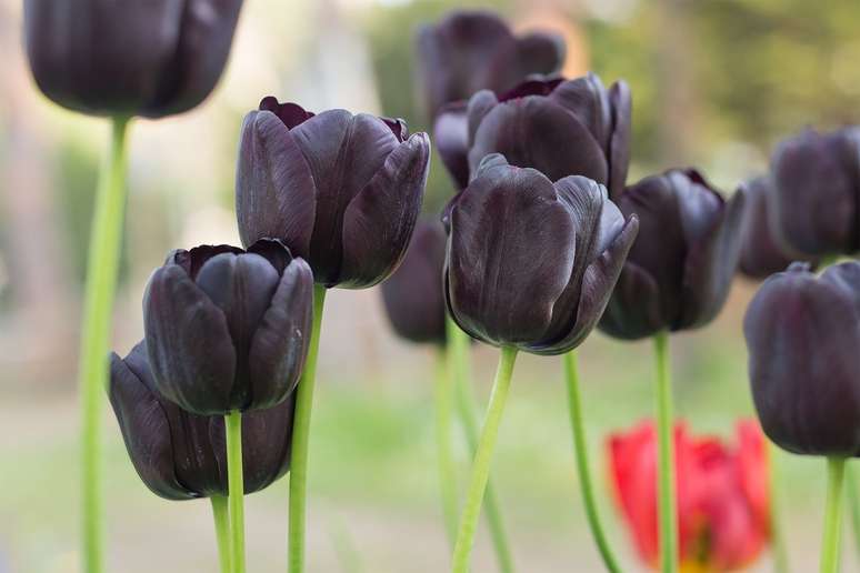 10. Tulipa preta no jardim – Foto iStock