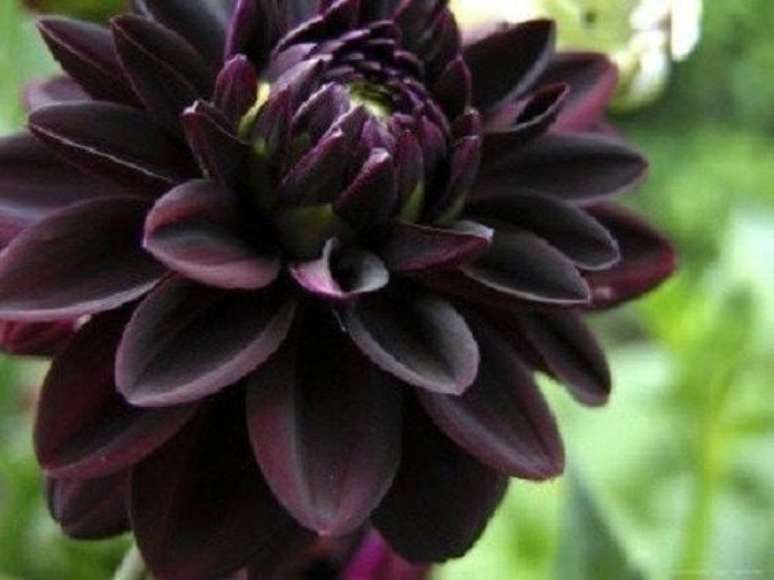 6. Flor preta da espécie dália negra para jardim – Foto Etsy