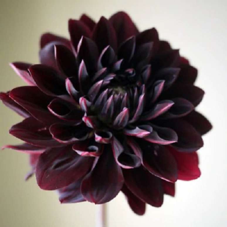21. Dália negra flor para decoração – Foto Green Seed Garden