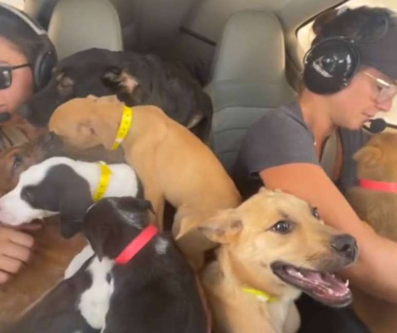 Um voo de 45 minutos, do Alabama à Flórida, nos EUA, levou quatro pessoas e 27 cachorros