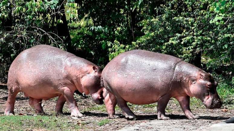 Os hipopótamos da antiga propriedade de Pablo Escobar são considerados o maior rebanho da espécie fora da África