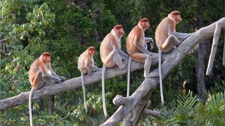 Os macacos têm rabo, ​​ao contrário dos humanos e dos grandes símios