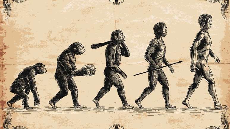 Humanos e macacos têm ancestrais comuns