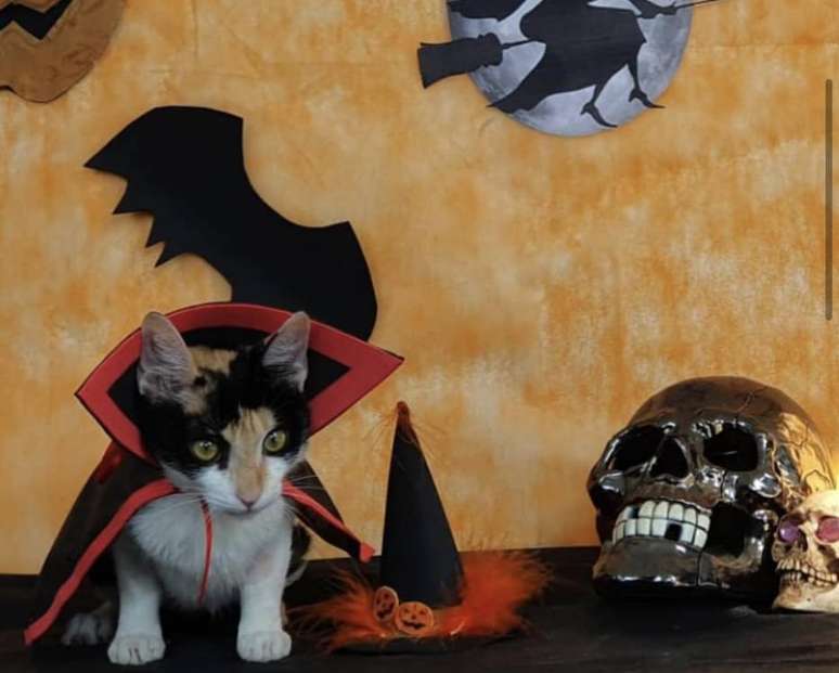Cães e gatos vestem fantasias 'macabras' durante Halloween para sensibilizar potenciais tutores para adoção  