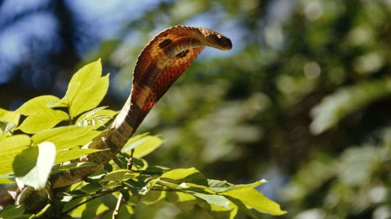 A naja indiana é uma das cobras mais venenosas do mundo
