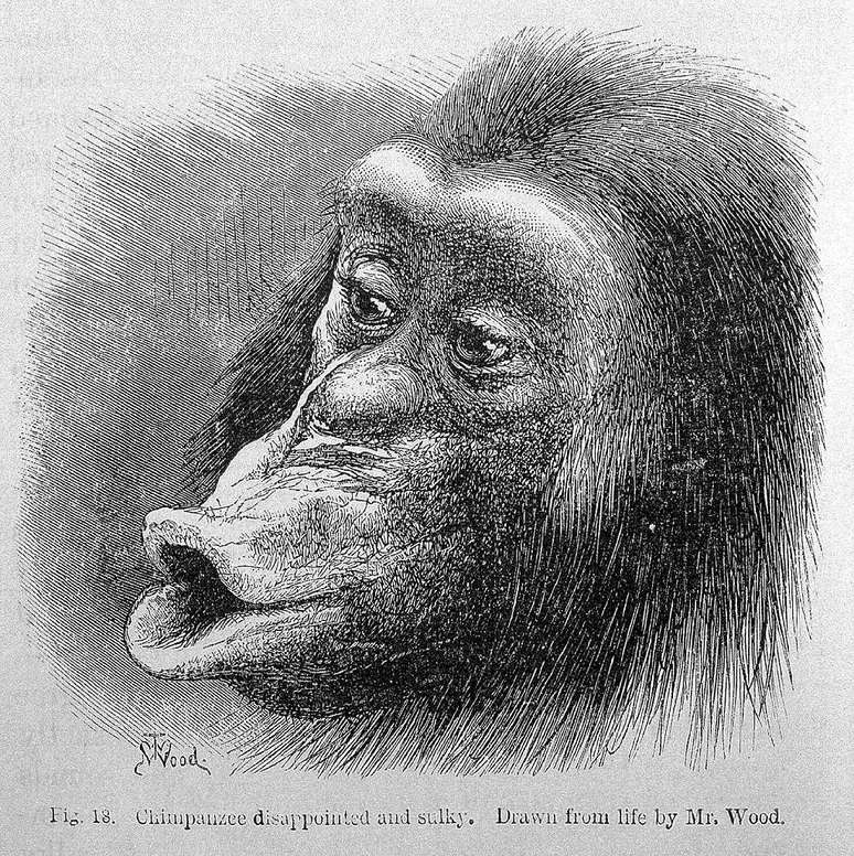 Ilustração do livro de Darwin de um "chimpanzé desapontado e mal-humorado"