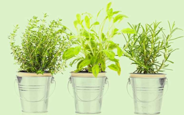 Três vasos com plantas que atraem proteção para sua vida. -