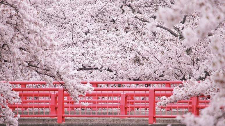 'O cavalheirismo é uma flor, não menos nativa do solo do Japão do que seu emblema, a flor de cerejeira...', escreveu Nitobe