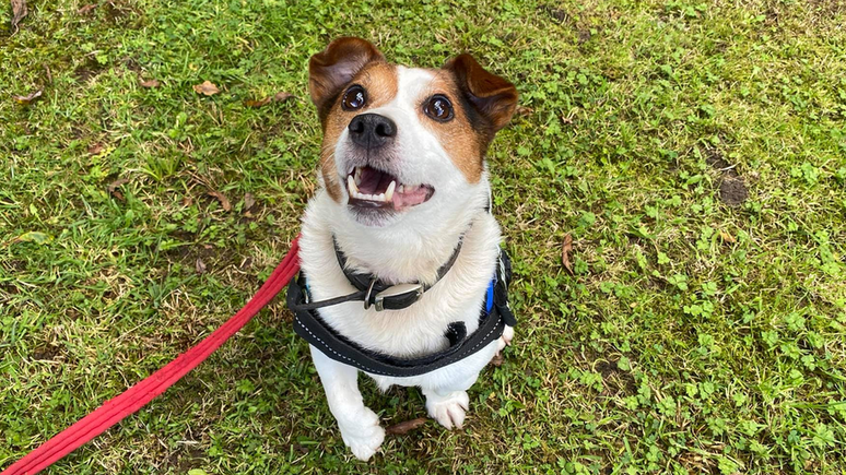 Charlie é um Fox Terrier abandonado por seus donos, que fingiram que ele foi encontrado na rua