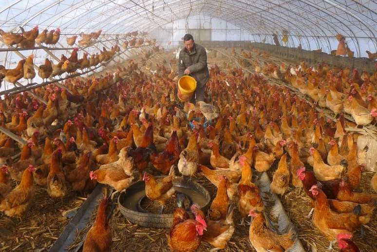 Homem fornece água para galinhas dentro de estufa em uma fazenda em Heihe, China 
REUTERS