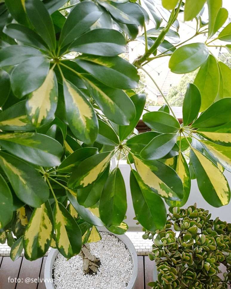 6. Cheflera como cuidar no jardim de casa &ndash; Foto Selvvva