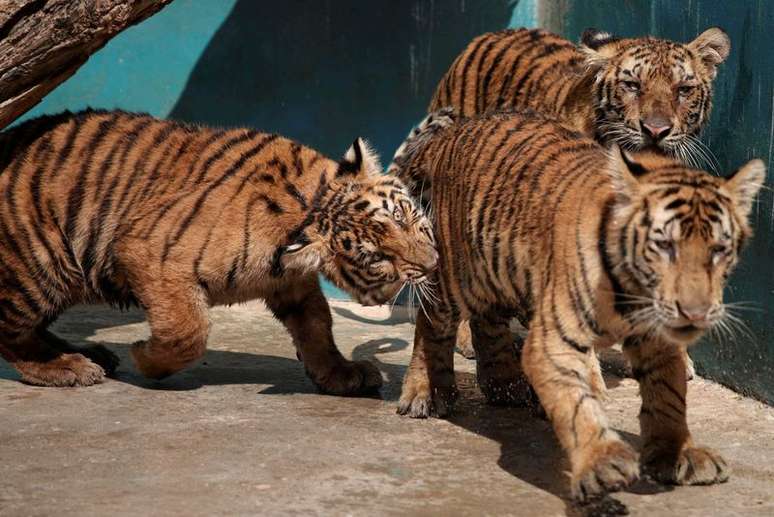 Filhotes de tigre em zoológico de Havana
27/10/2020
REUTERS/Alexandre Meneghini