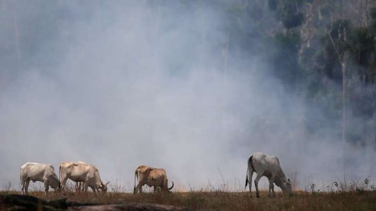 Segundo o IPCC, a produção de carne é um dos principais fatores por trás do desmatamento na Amazônia e no Cerrado