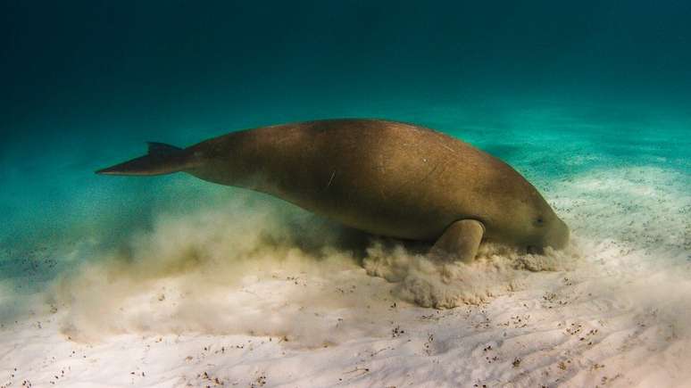 Os peixes-boi e dugongos podem ser herbívoros destrutivos, arrancando as espécies de ervas marinhas que ajudam a manter o ecossistema unido