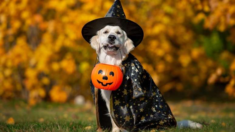 Você sabia que o Halloween também acontece no mundo pet?