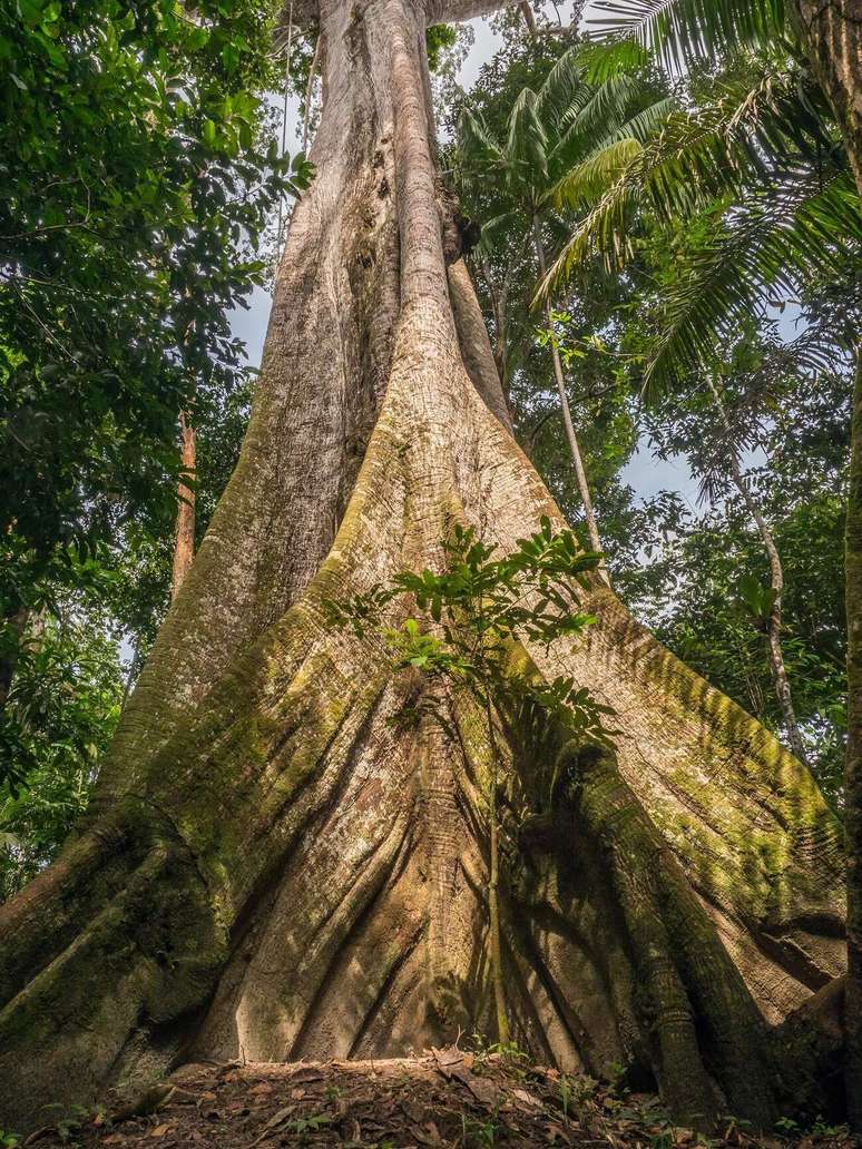 Quanto mais antiga a árvore, maior a quantidade de carbono armazenada