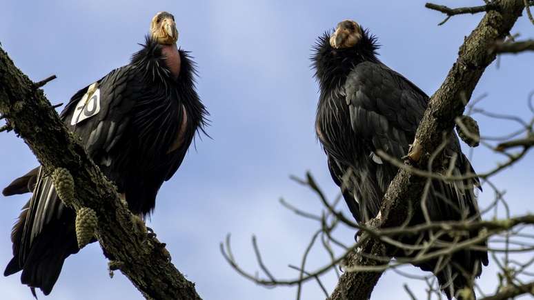 Há apenas cerca de 500 condores-da-califórnia no sudoeste dos EUA e no México