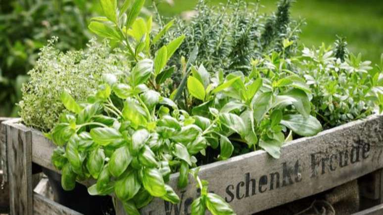 Saiba como fazer uma mini-horta e os benefícios de cada planta - Shutterstock