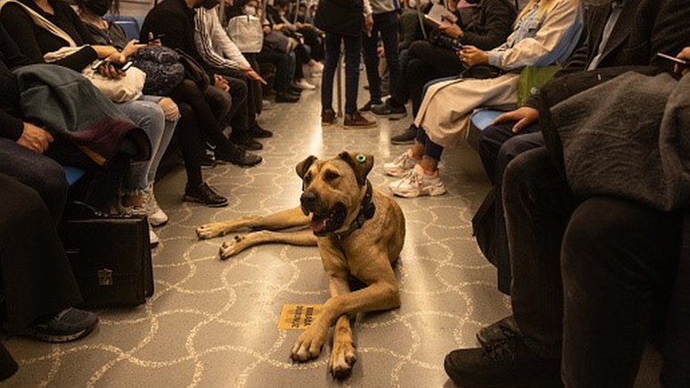 Animal é descrito como uma 'mistura com pastor-da-anatólia'