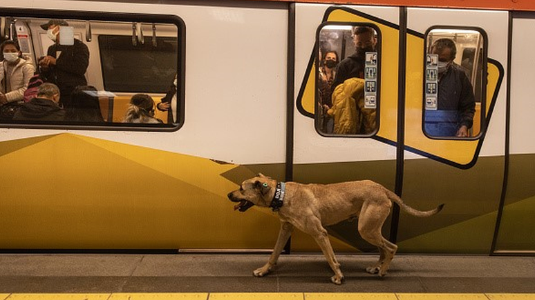 Transporte público de Istambul atende 15 milhões de pessoas, e um cachorro