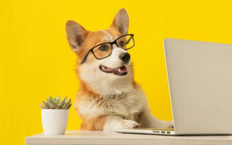 Entenda como é o comportamento do cãozinho desse signo - Shutterstock.