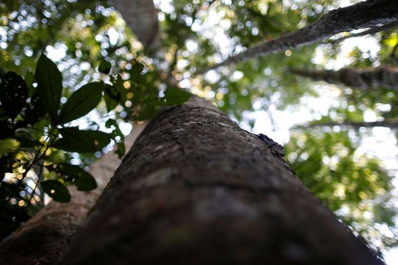 Árvore em área de extração de madeira dentro da Floresta Nacional do Jamari, em Rondônia
28/09/2021
REUTERS/Adriano Machado