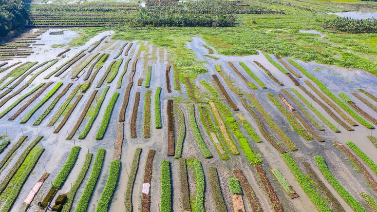 Os jardins flutuantes de Bangladesh sobem e descem com o aumento das águas