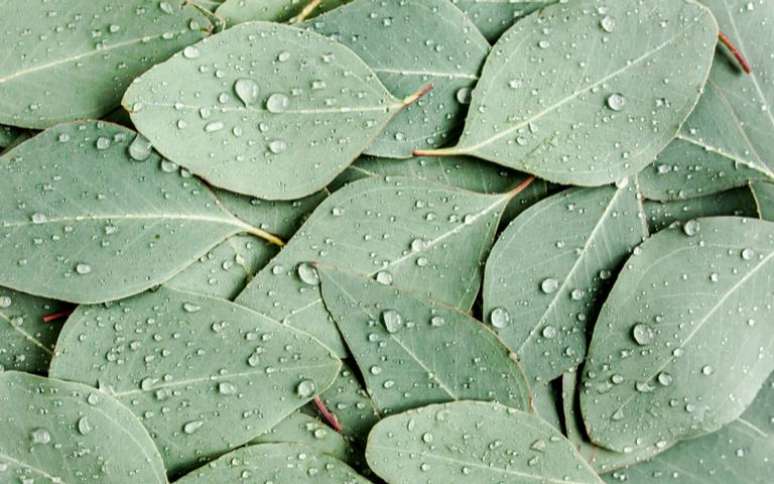 Descubra como as folhas desta planta podem melhorar a sua vida - Shutterstock