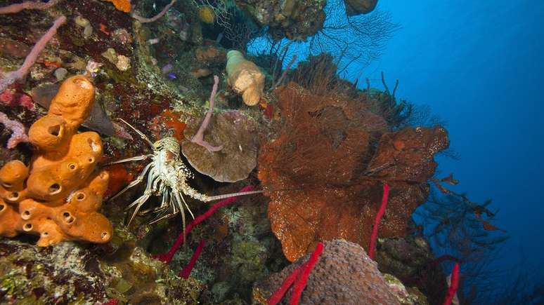 A sobrevivência os corais transplantados foi alta: mais de 80% ainda estão vivos hoje