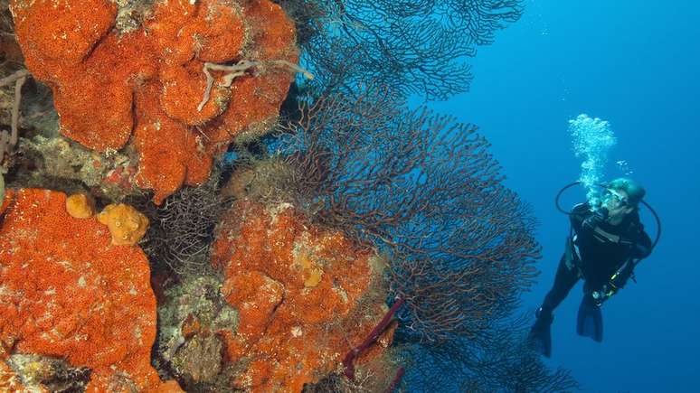 ONG transplantou corais para repovoar o recife em Belize
