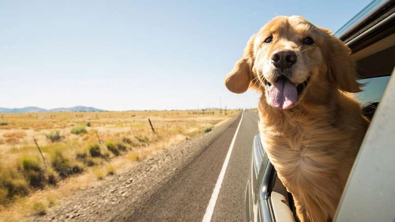 Seu feed ficará cheio de diversão e fofoura com os cachorrinhos Golden Retriever!