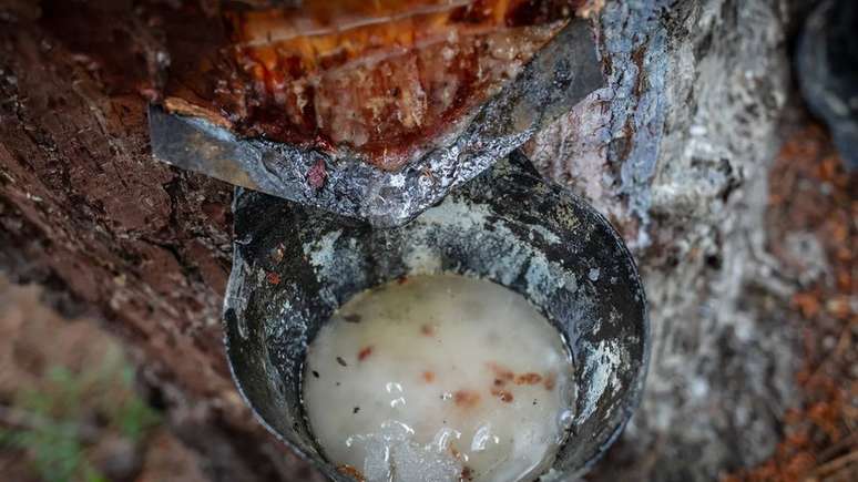 A seiva espessa e leitosa da resina &eacute; usada para fazer pl&aacute;sticos, vernizes, colas, pneus, borracha e at&eacute; mesmo aditivos alimentares