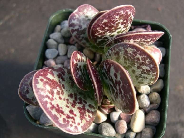 9. Suculentas raras nomes: Adromischus Maculatus. Fonte: Atelier das Bonecas Mimi