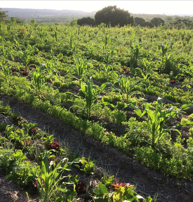 Agrofloresta implantada por Antonio Gomides Fran&ccedil;a no Crato, na regi&atilde;o do Cariri, no Cear&aacute;