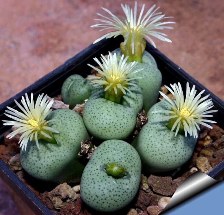 12. Cactos e suculentas raras: Conophytum Subglobosum. Fonte: Cactus Art